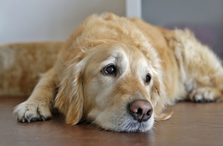 Köpeğinizin Tüketmemesi Gereken Yiyecekler