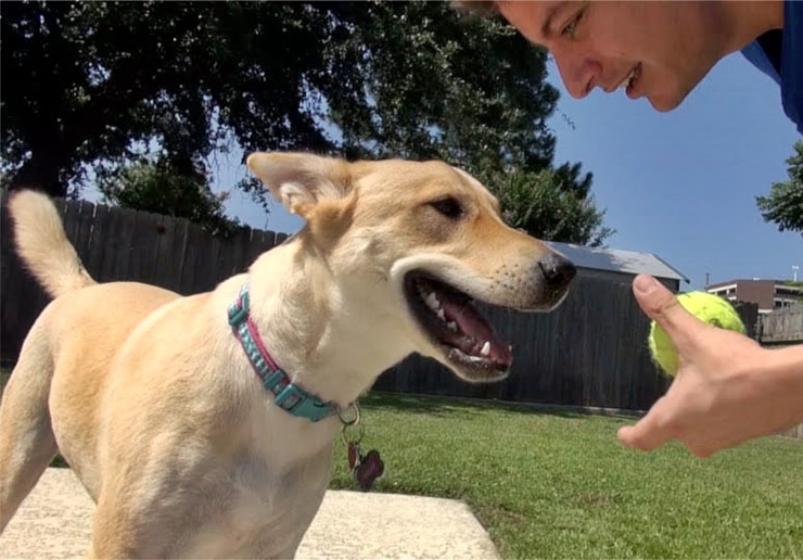 Köpeğinizle Oyun Oynamayı ihmal Etmeyin