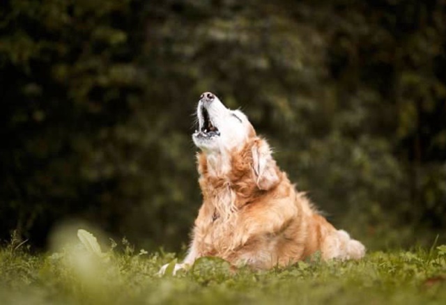 Köpekler Neden Ulur?