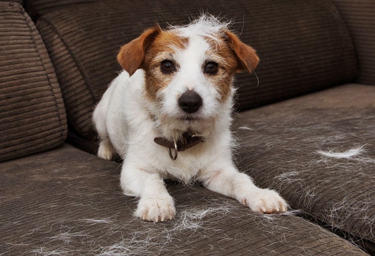 Köpeklerde Tüy Dökülmesi Tehlikeli Midir?