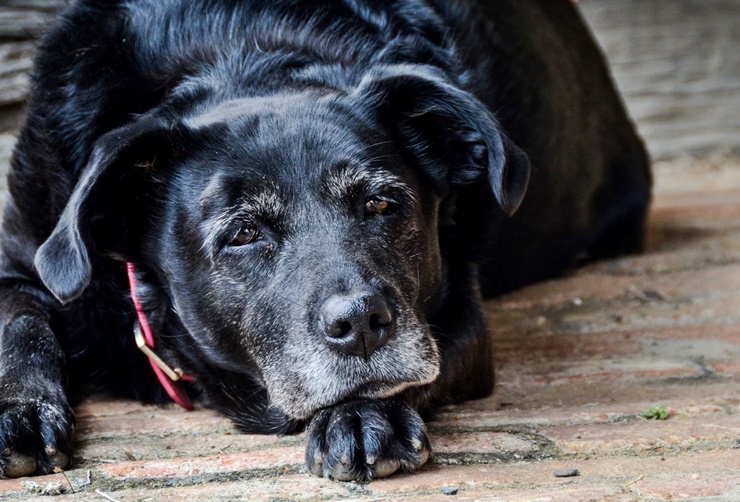 Köpeklerde Yaşlılık Belirtileri