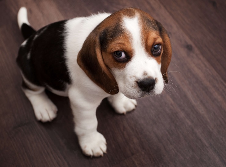 Köpekler Neden Gaz Çıkarır?