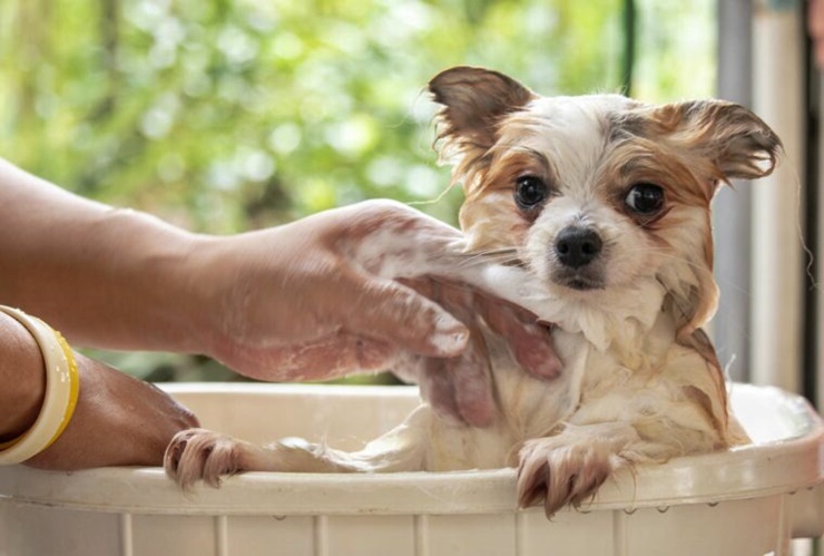 Yavru Köpekler Ne Zaman Banyo Yapmalı?